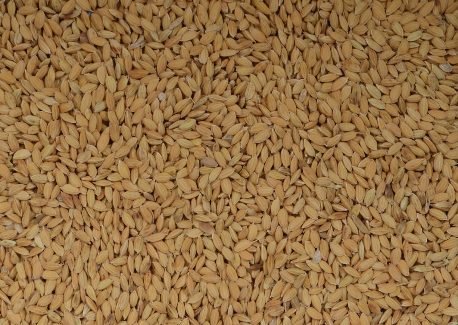 Paddy rijst*