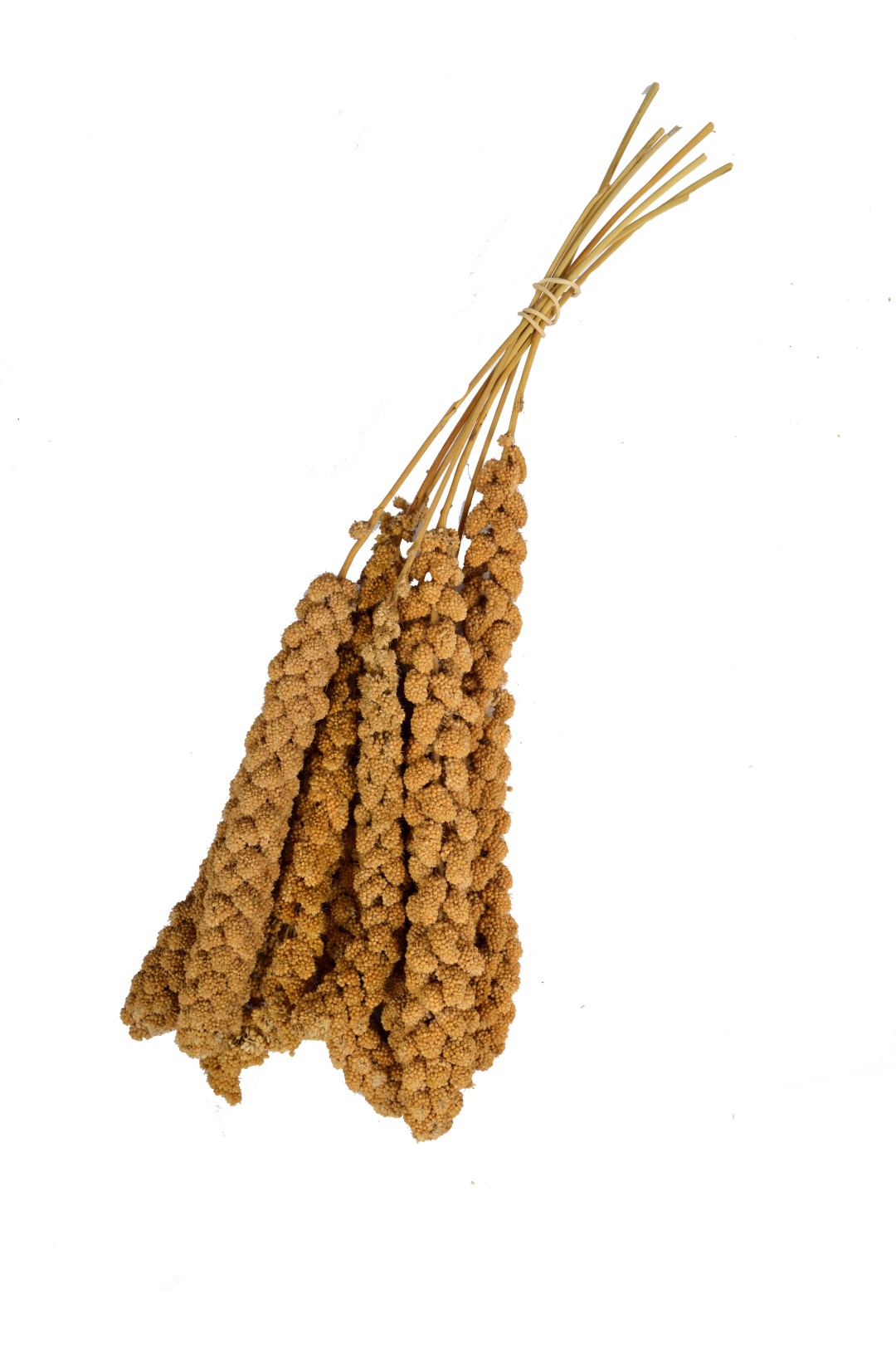 Trosgierst CHINEES 300gr