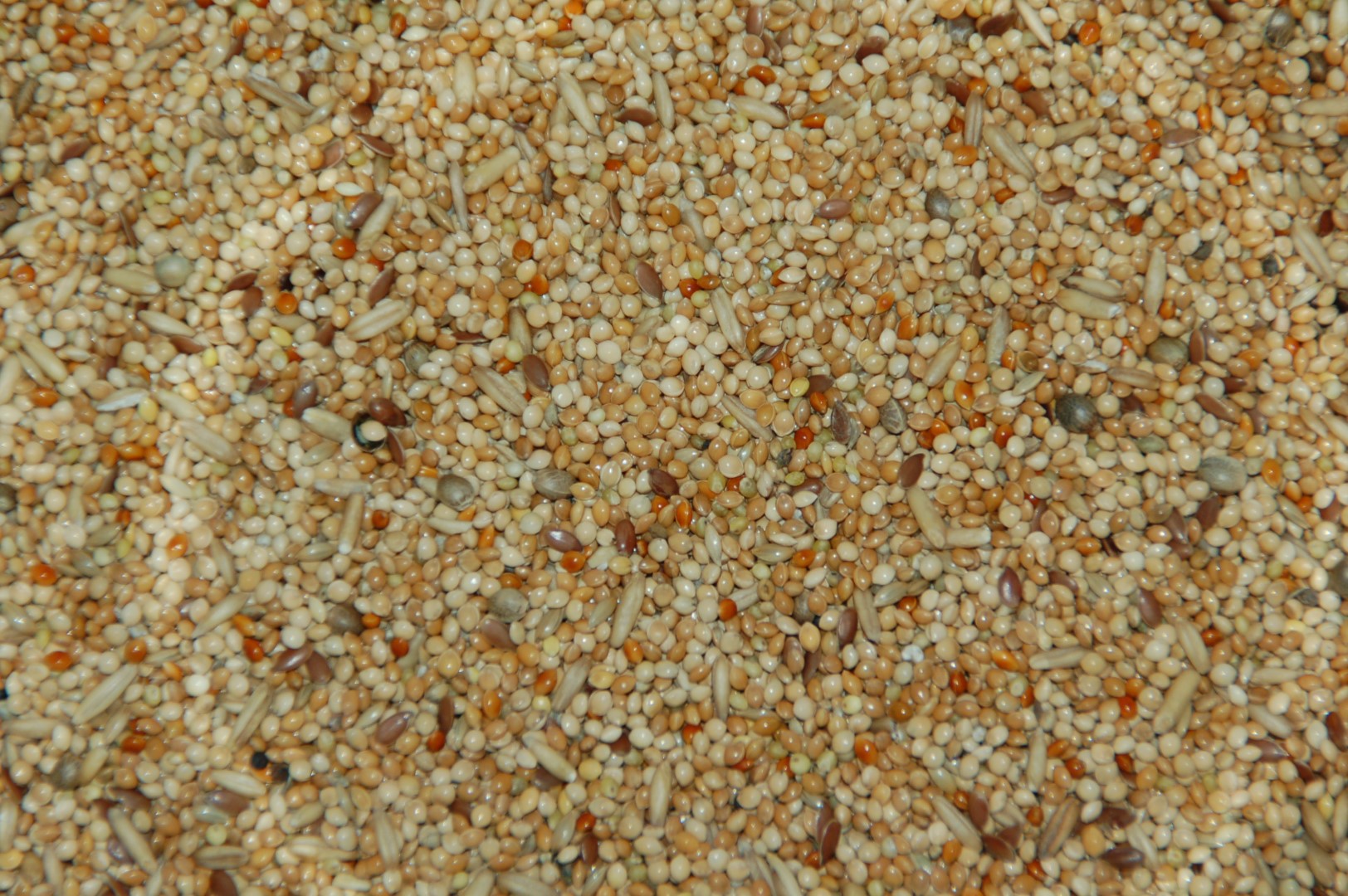 Parkietenzaad Zonder Cardy