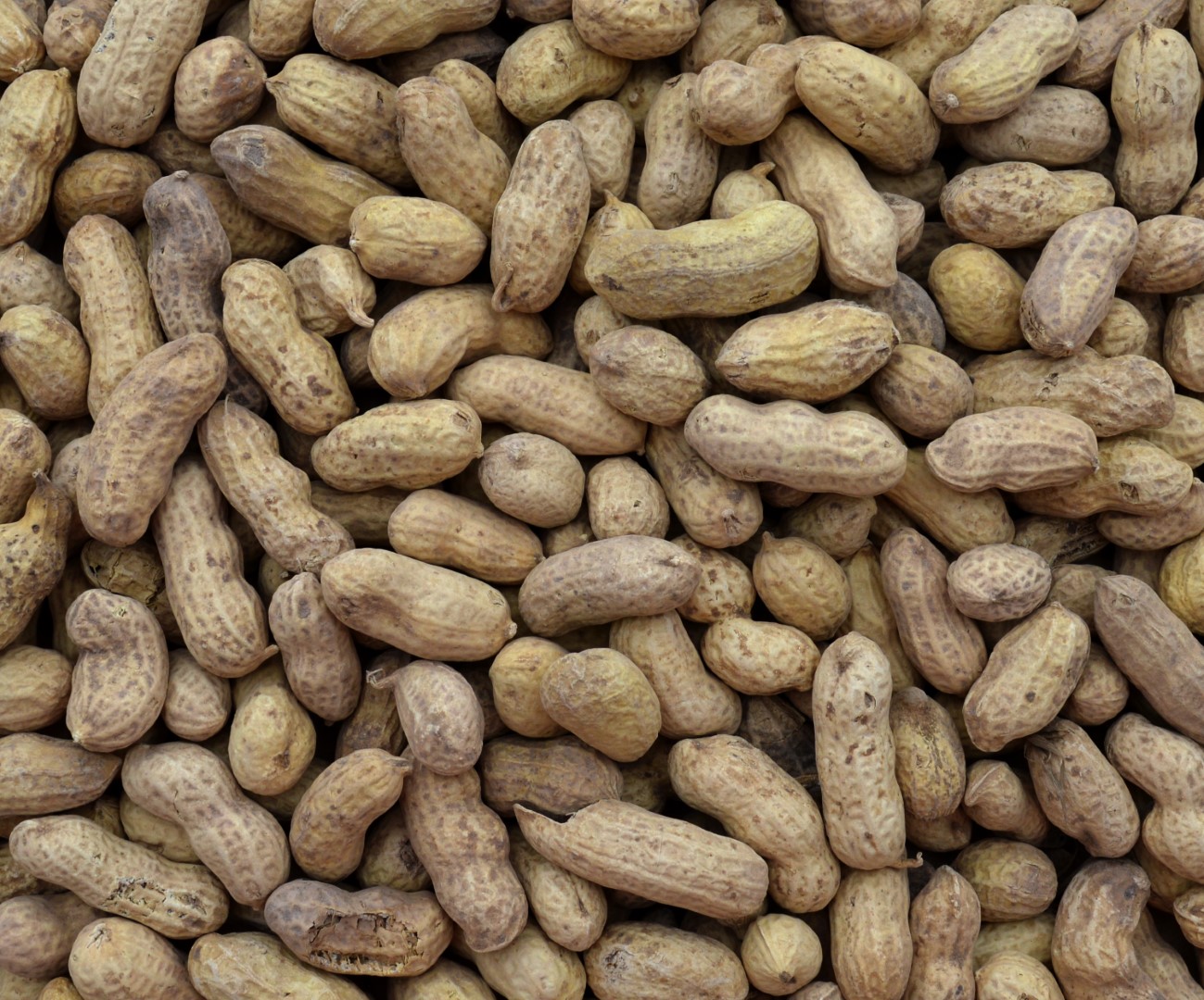 Pinda’s in dop 500gr